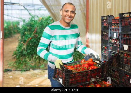 Portrait von fröhlichen hispanischen Bauern, die im Gewächshaus Plastikboxen mit frisch geernteten reifen Tomaten stapeln Stockfoto