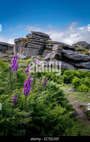 Hound Tor im Dartmoor Nationalpark, devon. Stockfoto