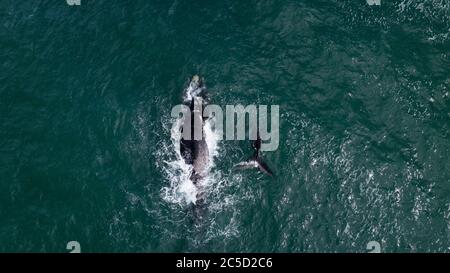 Luftaufnahme einer Mutter von südlichen rechten Walen und seinem Kalb in Hermanus, Südafrika Stockfoto