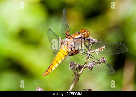 Weibliche breitkörperige Chaser Libellula depressa Libelle im Fermyn Woods Country Park Northampton England Stockfoto