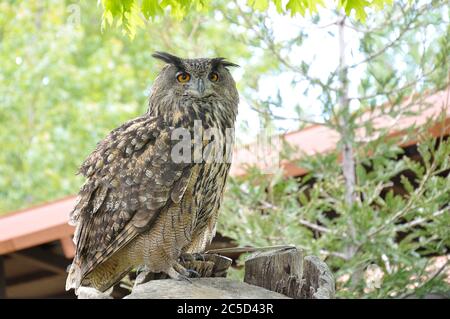 Echte Eule (bubo bubo) in Gefangenschaft auf einem Baumstamm thront Stockfoto