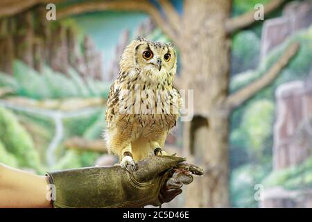 Gefangen sibirische Adlereule (bubo bubo sibiricus) in den Händen eines Falkner Stockfoto