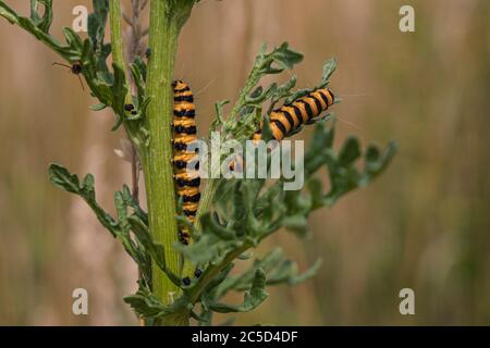 Die Raupe des Cinnabar-Schmetterlings wird Zebra-Raupe genannt Stockfoto