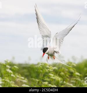 Porträt einer Arktischen Ternenschwalbe im Flug auf den Farne Islands Northumberland Stockfoto