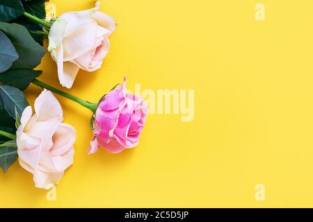 Rosa und weiße Rosen auf hellgelbem Hintergrund. Hintergrund Urlaub, Grußkarte. Platz für Text kopieren, Draufsicht. Stockfoto