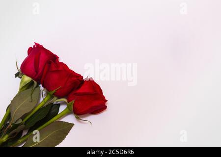 Drei rote Rosen auf weißem Hintergrund mit Kopierraum. Stockfoto