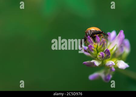 Rote Krabbenspinne, synema globosum, wartet auf eine Beute auf einer wilden Blume in Palencia, Spanien Stockfoto