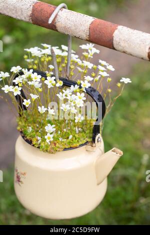 Blühende Pflanze Saxofrage mit kleinen weißen Blüten in einer alten emaillierten beige Teekanne im Freien. Selektiver Weichfokus. Wiederverwendung von unnötigen Dingen Stockfoto