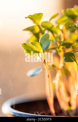 Nahaufnahme von jungen grünen Sprossen / Setzlinge Rucola bei Sonnenuntergang, selektive Weichfokus, im Freien. Gartenarbeit, im Hochbeet wachsen, Sommer Pflanzen. Stockfoto