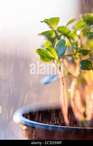 Nahaufnahme von jungen grünen Sprossen / Setzlinge Rucola unter regen Tropfen bei Sonnenuntergang Zeit, selektive Weichfokus, im Freien. Gartenarbeit, im Hochbett wachsend, summe Stockfoto