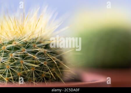 Nahaufnahme des Mammillaria Kaktus im Blumentopf mit Kopierraum, Tau. Selektiver Weichfokus, verschwommene Kakteen Stockfoto