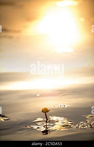 Eine schöne gelbe Blume einer Seerose auf der Oberfläche des Wassers, das von der untergehenden Sonne beleuchtet wird. Stockfoto