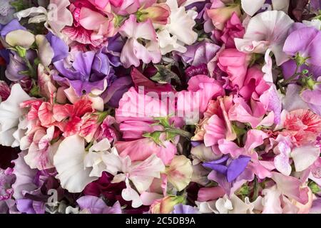 Ein Bündel frisch gepflückter, süßer Erbsenblüten (Lathyrus odoratus), Nahaufnahme, Großbritannien Stockfoto