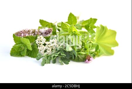 Frische Kräuter aus dem Garten auf weißem Hintergrund Stockfoto