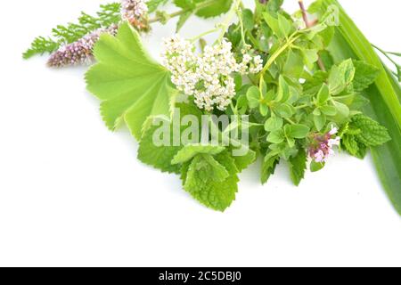 Frische aromatische Kräuter aus dem Garten auf weißem Hintergrund Stockfoto