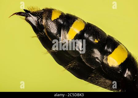 Bauch und Stachel der quadratischen Wasp. Ihr lateinischer Name ist Ectemnius continuus Stockfoto