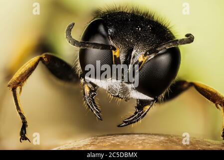 Fokus Stapeln Porträt von quadratischen Wasp. Ihr lateinischer Name ist Ectemnius continuus Stockfoto