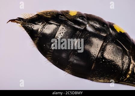 Bauch und Stachel der quadratischen Wasp. Ihr lateinischer Name ist Ectemnius continuus Stockfoto