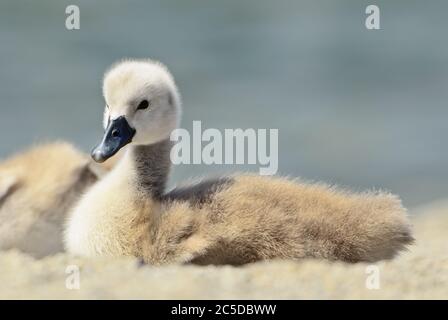 Mute Swan - Cygnus olor, Junge von schönen großen weißen Wasservogel aus europäischen Seen und Süßwasser, Schweiz. Stockfoto