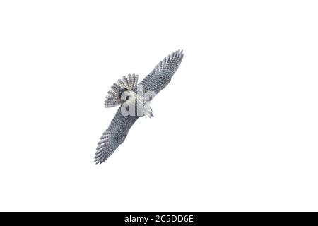 Wanderfalke (Falco peregrinus) mit einem lebenden Mauersegelfischer Stockfoto