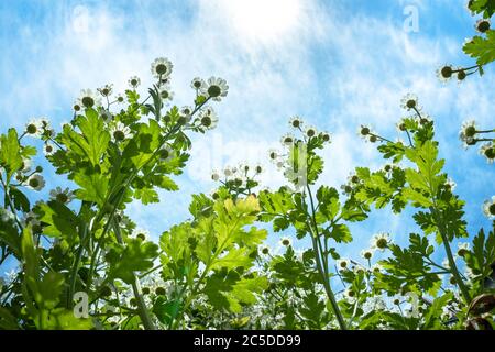 Kamillen wachsen auf einer Wiese gegen klaren blauen Himmel, Ansicht von unten. Sommer Wildblumen Gänseblümchen, Medizin Pflanzen wachsen bis zur Sonne. Stockfoto