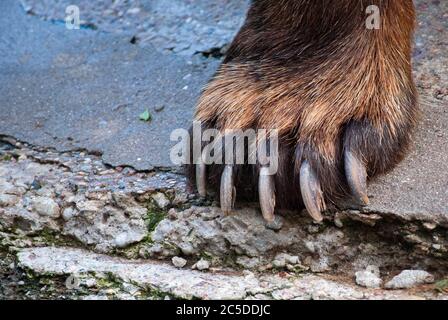 Brown Bear Paw closeup Foto Stockfoto