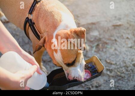 Halten Sie einen Hund im Sommer hydratisiert. Mit Hund Wasserflasche auf Spaziergang oder Wanderung, die Pflege von Haustieren Konzept Stockfoto