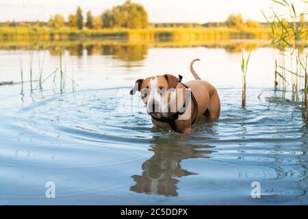 Hund genießt ein Bad im sauberen See im Sommer. Aktive Haustiere, Schwimmhunde, Bewegungskonzepte Stockfoto