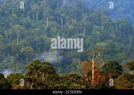 Die Baumkronen des tropischen Regenwaldes sind vom Dorf Nanga Raun in Kapuas Hulu, West Kalimantan, Indonesien, aus zu sehen. Stockfoto