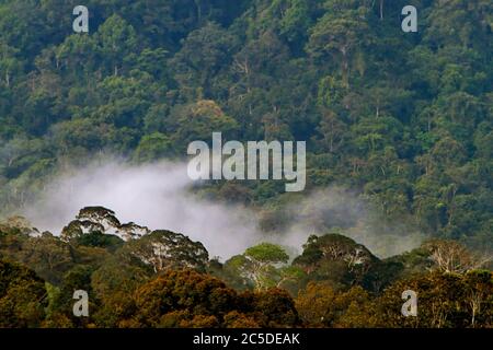 Die Baumkronen des tropischen Regenwaldes sind vom Dorf Nanga Raun in Kapuas Hulu, West Kalimantan, Indonesien, aus zu sehen. Stockfoto