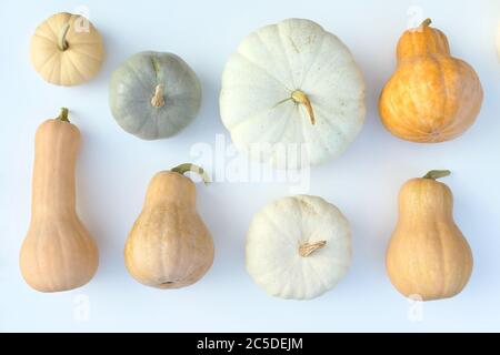 Helle Pastell Kürbisse und Squashes Sorten Lebensmittel Hintergrund Stockfoto