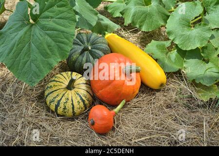 Kürbisse und Squashes auf dem Patch. Gemüsegarten Ernte Stockfoto