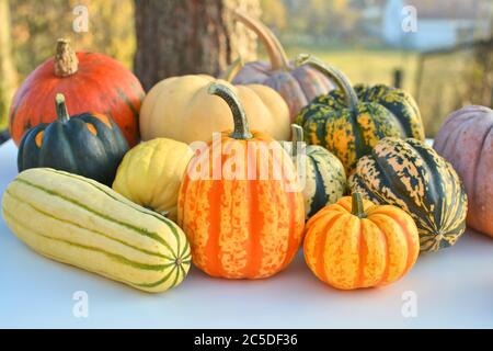 Winter-Squashes im Herbstgarten Stockfoto