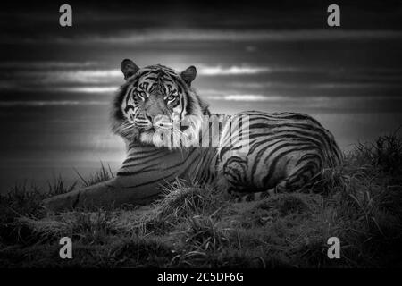 Tiger legt sich in Ruhe und starrt geradeaus Schwarzweiß-Bild schauen Stockfoto