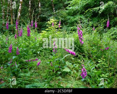 Viele Foxglove Blumen im Wald auf einer Sommerzeit. Lateinischer Name Digitalis purpurea Stockfoto