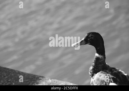 Duck auf Dock gerichtete Kamera Stockfoto