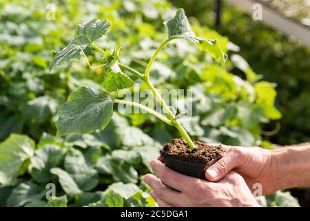 Mann Gärtner hält einen Topf von jungen Sämling Gurke im Gewächshaus, hotbeet. Wachsende Pflanze und Gemüse in heißen Bett. Stockfoto