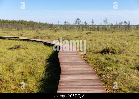 Ökologischer Wanderweg im Nationalpark durch Moormoor, Holzweg durch geschützte Umgebung. Wilder Ort in Sestroretsk, St. Petersbur Stockfoto