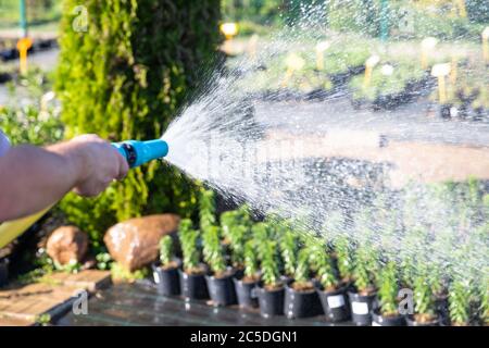 Gärtner Hand mit Gartenschlauch Bewässerung Pflanzen, Nahaufnahme, Sonnenlicht. Gartenkonzept Stockfoto