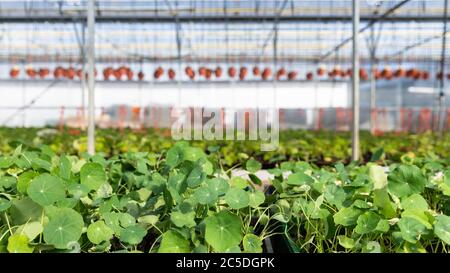 Junge Blumenküsten, die im Gewächshaus wachsen, Baumschule. Grüner Sämling wächst. Stockfoto