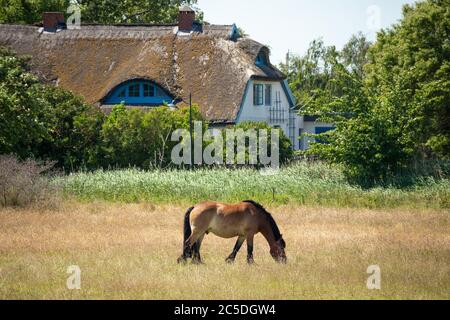 06-25-2020 Insel Hiddensee, Mecklenburg Vorpommern, Deutschland, traditionelles Fischerhaus im Dorf Vitte mit Pferd auf der Wiese Stockfoto