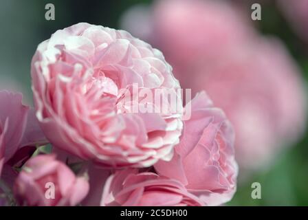 Rosa Pfingstrosen im Sommergarten aus nächster Nähe Stockfoto