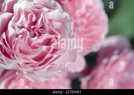 Rosa Pfingstrosen-Rosen in Nahaufnahme für Sommer floral Design Stockfoto