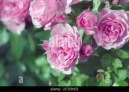 Schöne rosa violette Rosen im Frühlingssrosengarten Stockfoto