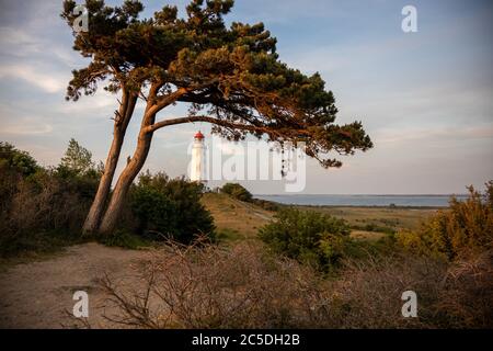 06-25-2020 Insel Hiddensee, Mecklenburg Vorpommern, Deutschland, Leuchtturm auf dem 'Dornbusch' Stockfoto