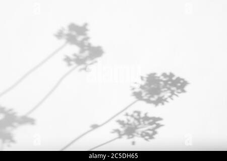 Graue Schatten von Lavendelblüten und Gras Stockfoto