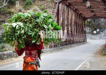 EDITORIAL VOM : 6. jan 2020 ORT : dehradun uttarakhand Indien. Eine ländliche Frau, die Viehfutter auf dem Kopf trägt. Es ist eine ihrer täglichen Aufgaben zu g Stockfoto