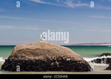 Einzelne Möwe auf einem Felsen am Strand - einsame Seevögelart an der Westküste in Südafrika Stockfoto