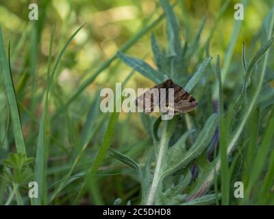 Burnett Companion Moth ruht auf einer Wiese Stockfoto