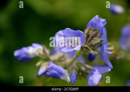 Blue Polemonium caeruleum 'Bambino Blue' (Jacob's Ladder) Blumen in den Grenzen an RHS Garden Harlow Carr, Harrogate, Yorkshire, England gewachsen, Stockfoto